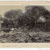 Lotus pond in Chinese private garden in City