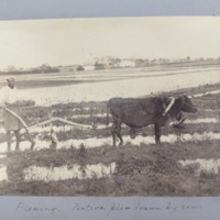 Plowing. Native plow drawn by cow