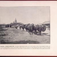 CHINA - Caravana de camellos. Pekín