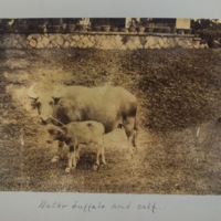 Water buffalo and calf