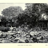 Lotus pond in South China